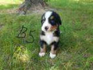Bernese Mountain Dog Puppy for sale in Sullivan, MO, USA