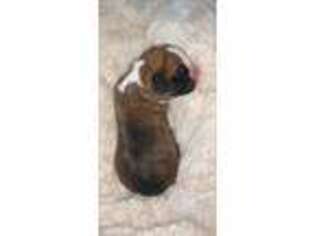 Boxer Puppy for sale in Plainfield, IA, USA
