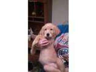 Golden Retriever Puppy for sale in Polk City, FL, USA