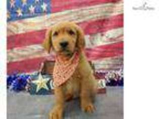 Golden Retriever Puppy for sale in Saint George, UT, USA