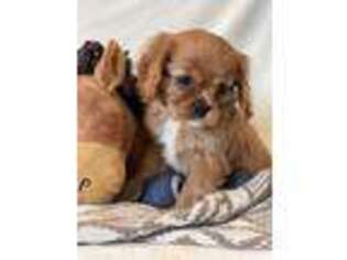 Cavalier King Charles Spaniel Puppy for sale in Bonners Ferry, ID, USA