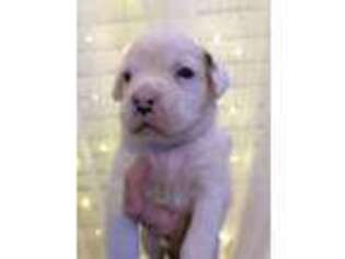 Boxer Puppy for sale in Collinsville, MS, USA