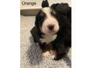 Bernese Mountain Dog Puppy for sale in Morning View, KY, USA