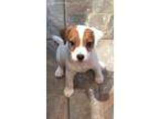 Jack Russell Terrier Puppy for sale in Wills Point, TX, USA