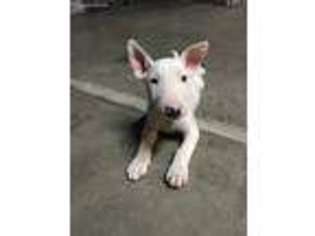 Bull Terrier Puppy for sale in Antioch, CA, USA