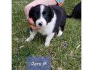 Border Collie Puppy for sale in Rogers, MN, USA
