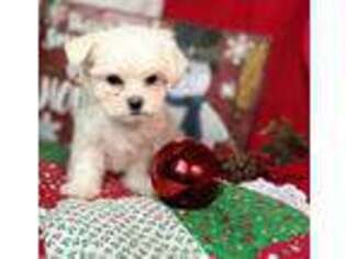Maltese Puppy for sale in Willow Street, PA, USA