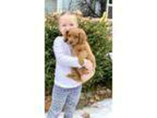 Goldendoodle Puppy for sale in Hyde Park, UT, USA