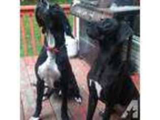 Great Dane Puppy for sale in HURRICANE, WV, USA