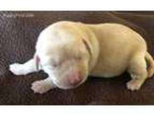 Labrador Retriever Puppy for sale in Nowata, OK, USA