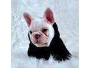 French Bulldog Puppy for sale in Lubbock, TX, USA