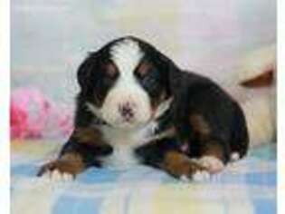 Bernese Mountain Dog Puppy for sale in Dunnville, KY, USA