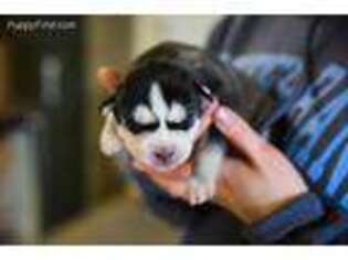 Siberian Husky Puppy for sale in Millersburg, PA, USA