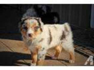 Miniature Australian Shepherd Puppy for sale in SEATTLE, WA, USA
