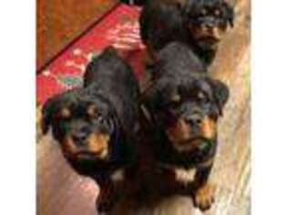 Rottweiler Puppy for sale in Gaylord, MN, USA