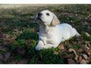 Labrador Retriever Puppy for sale in Screven, GA, USA