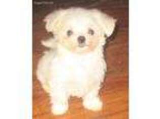 Maltese Puppy for sale in MONTROSE, PA, USA