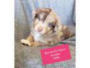 Miniature Australian Shepherd Puppy for sale in Saint Martinville, LA, USA