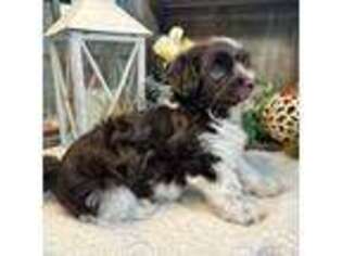Havanese Puppy for sale in Corryton, TN, USA