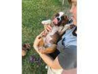 Boxer Puppy for sale in Casselberry, FL, USA