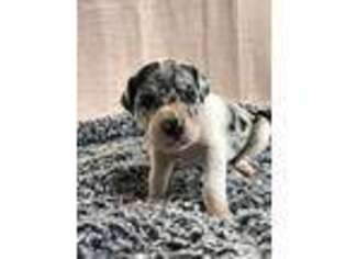 Great Dane Puppy for sale in Kenton, DE, USA