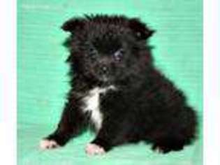 Pomeranian Puppy for sale in Mooresville, MO, USA