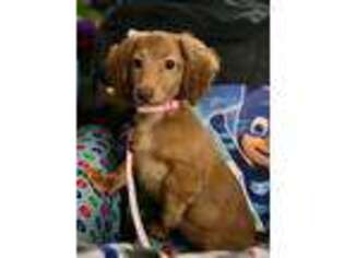 Dachshund Puppy for sale in Ironton, OH, USA