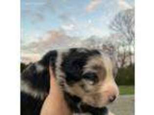 Australian Shepherd Puppy for sale in Arrington, TN, USA