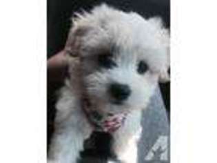 Maltese Puppy for sale in AUGUSTA, GA, USA