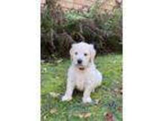 Goldendoodle Puppy for sale in Wernersville, PA, USA