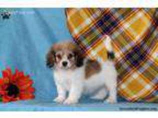 Cavachon Puppy for sale in Lititz, PA, USA