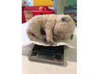 Komondor Puppy for sale in Dowagiac, MI, USA