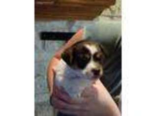 Jack Russell Terrier Puppy for sale in Smithville, TX, USA