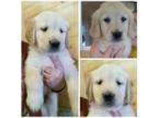 Goldendoodle Puppy for sale in West Newfield, ME, USA