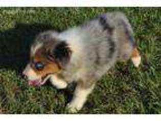 Australian Shepherd Puppy for sale in Bainbridge, GA, USA