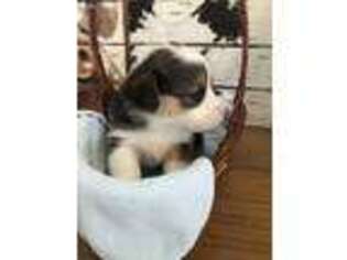 Pembroke Welsh Corgi Puppy for sale in Byers, CO, USA