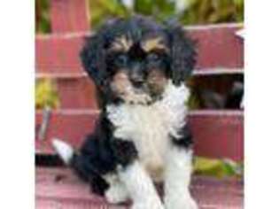 Cavapoo Puppy for sale in Wharton, TX, USA