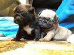 Pug Puppy for sale in RAMONA, CA, USA