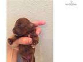Cock-A-Poo Puppy for sale in Tyler, TX, USA