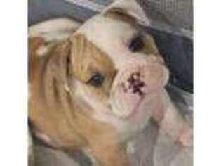 Bulldog Puppy for sale in Plant City, FL, USA