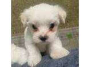 Maltese Puppy for sale in New Brighton, PA, USA