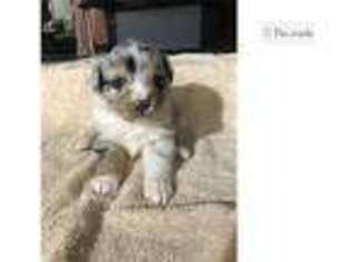 Australian Shepherd Puppy for sale in Fort Wayne, IN, USA