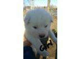 Alaskan Malamute Puppy for sale in Ionia, MO, USA