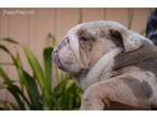 Bulldog Puppy for sale in Monterey, CA, USA
