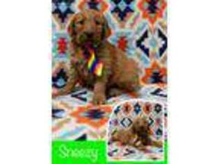 Goldendoodle Puppy for sale in Prague, OK, USA