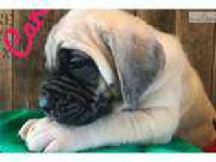 Mastiff Puppy for sale in Joplin, MO, USA