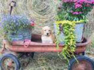 Goldendoodle Puppy for sale in Brodhead, KY, USA