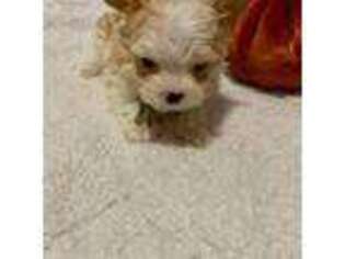 Yorkshire Terrier Puppy for sale in Olney, IL, USA