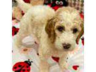Goldendoodle Puppy for sale in Maricopa, AZ, USA