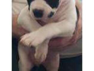 Mutt Puppy for sale in Reynoldsburg, OH, USA